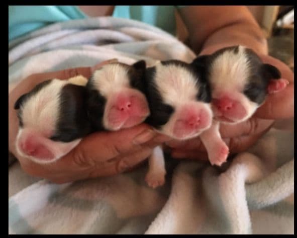 Shih Tzu Puppies media 11