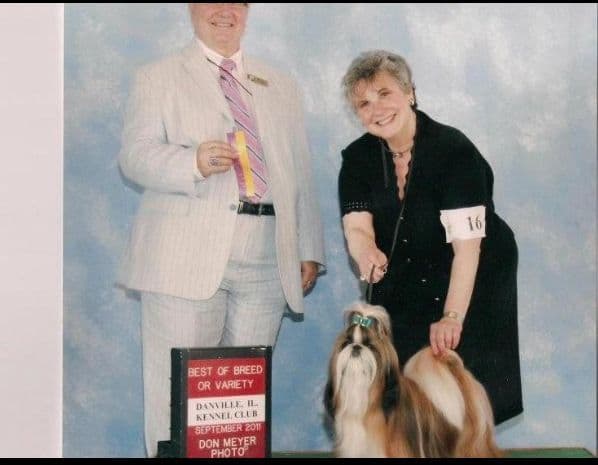 Shih Tzu Puppies media 12