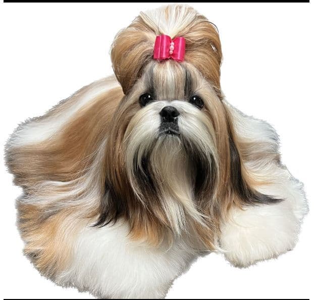 Shih Tzu Puppies media 13