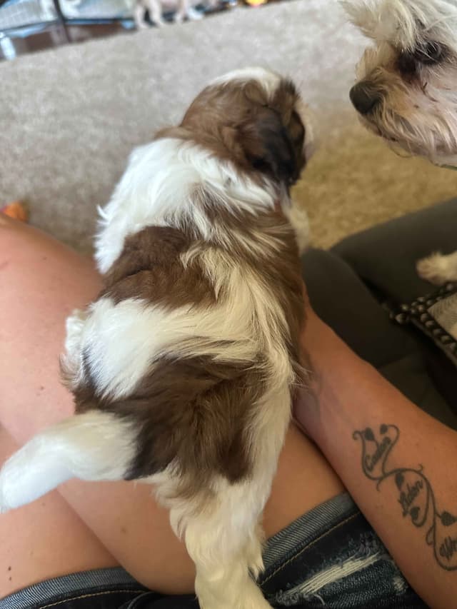 SHIH TZU media 2