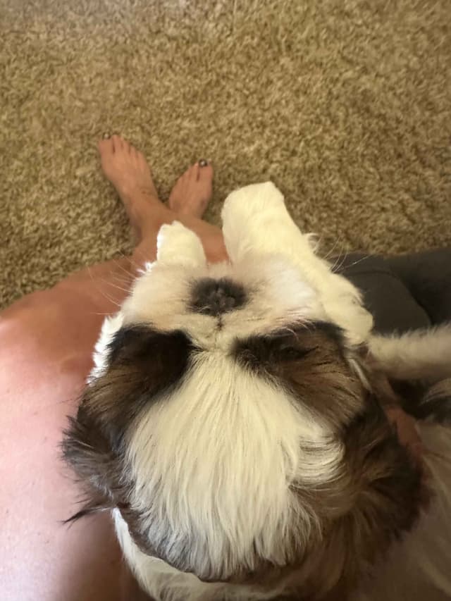 SHIH TZU media 3