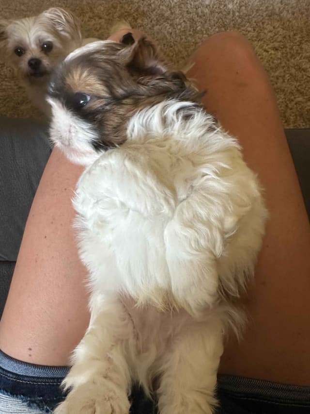 SHIH TZU media 6