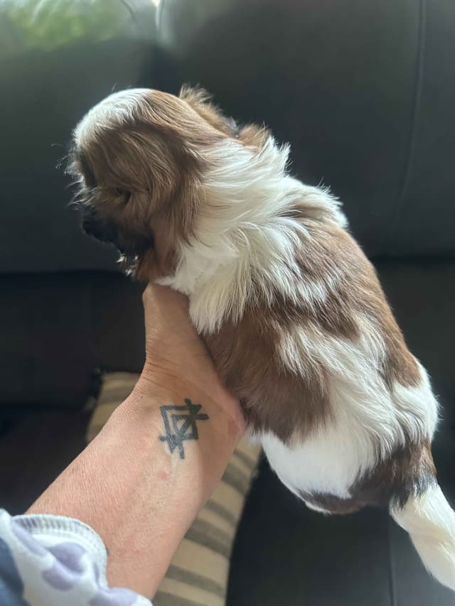 SHIH TZU media 5