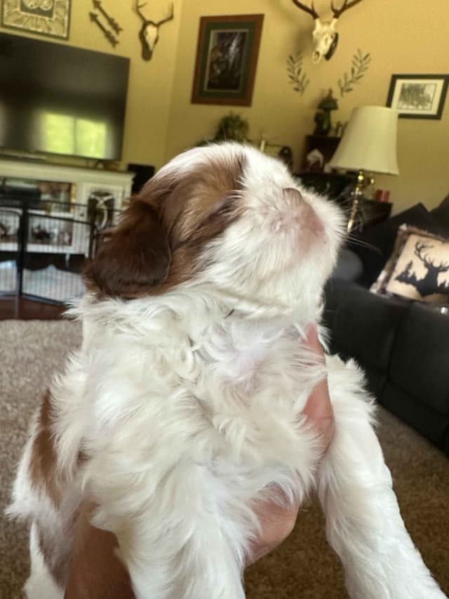 SHIH TZU media 9