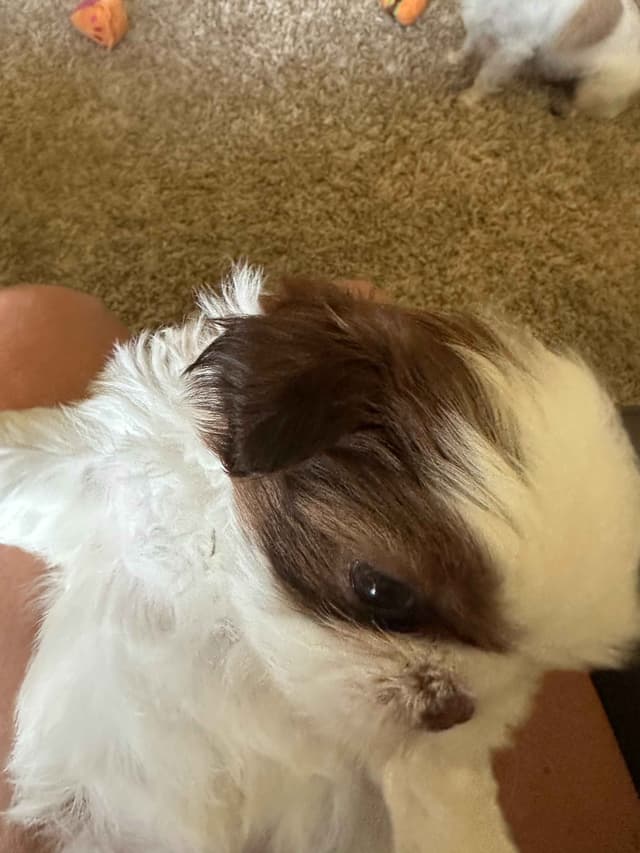SHIH TZU media 10