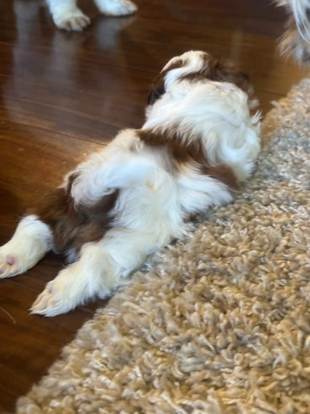 SHIH TZU media 12