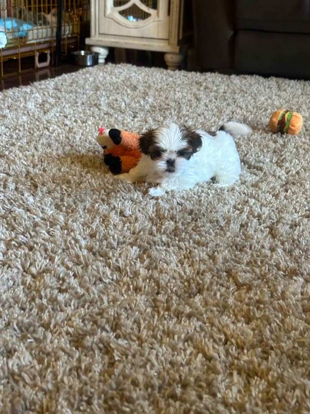 SHIH TZU media 17