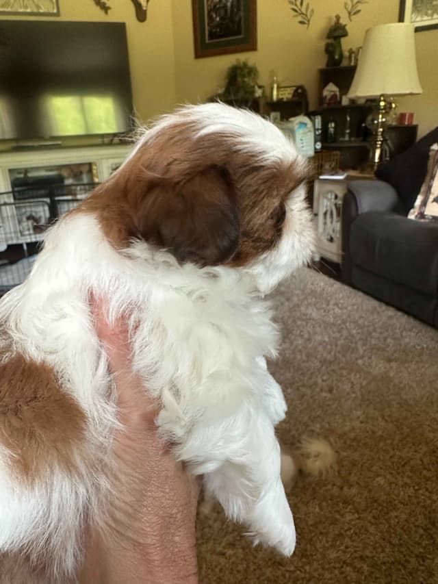 SHIH TZU media 20