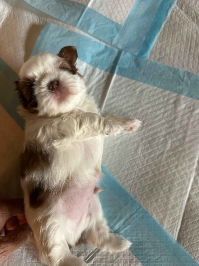 SHIH TZU media 21