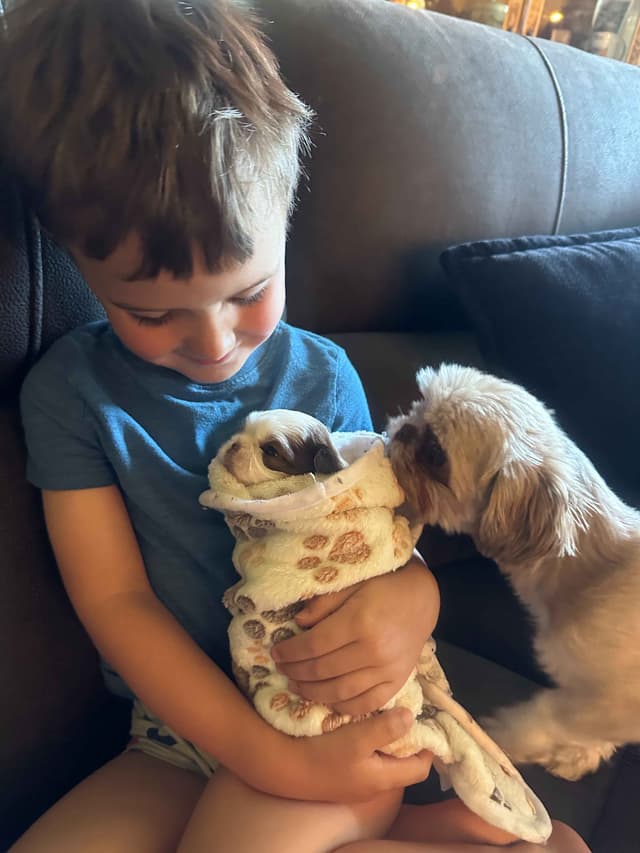 SHIH TZU media 22