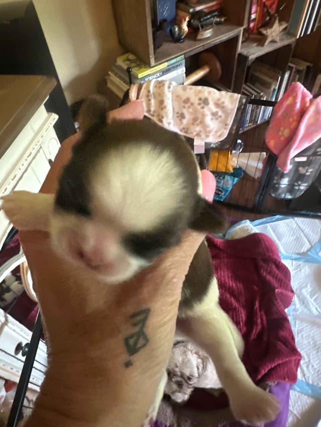 SHIH TZU media 23