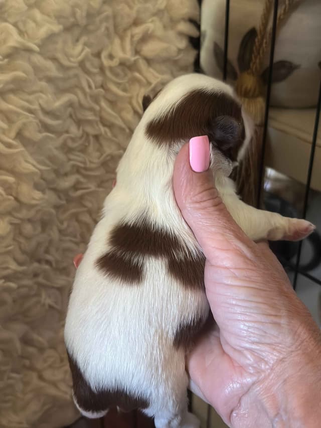 SHIH TZU media 24