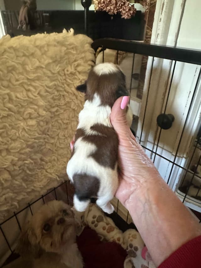 SHIH TZU media 25