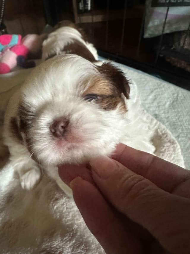 SHIH TZU media 26