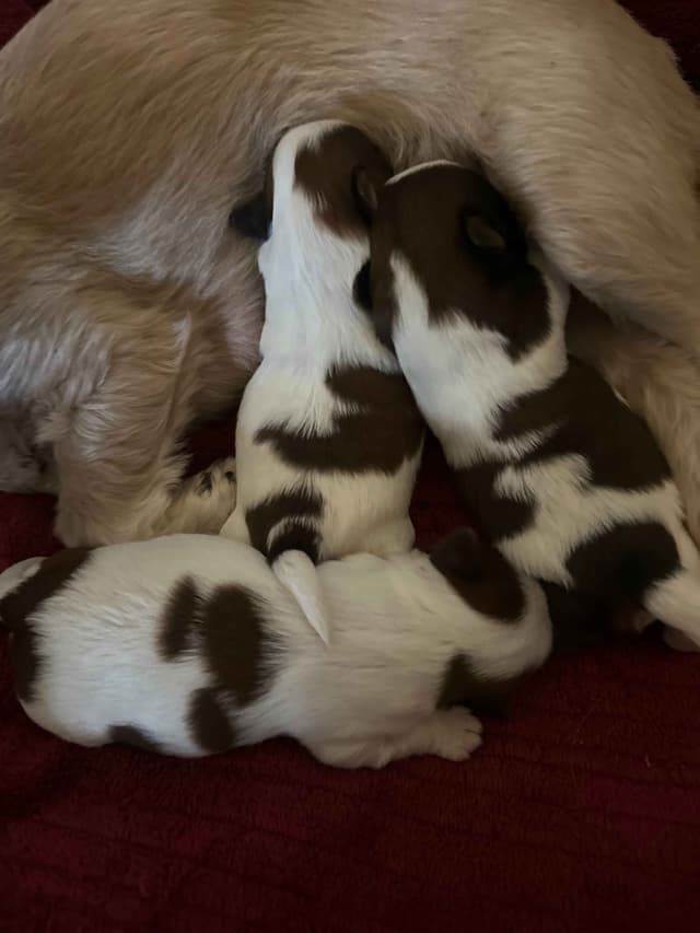 SHIH TZU media 27