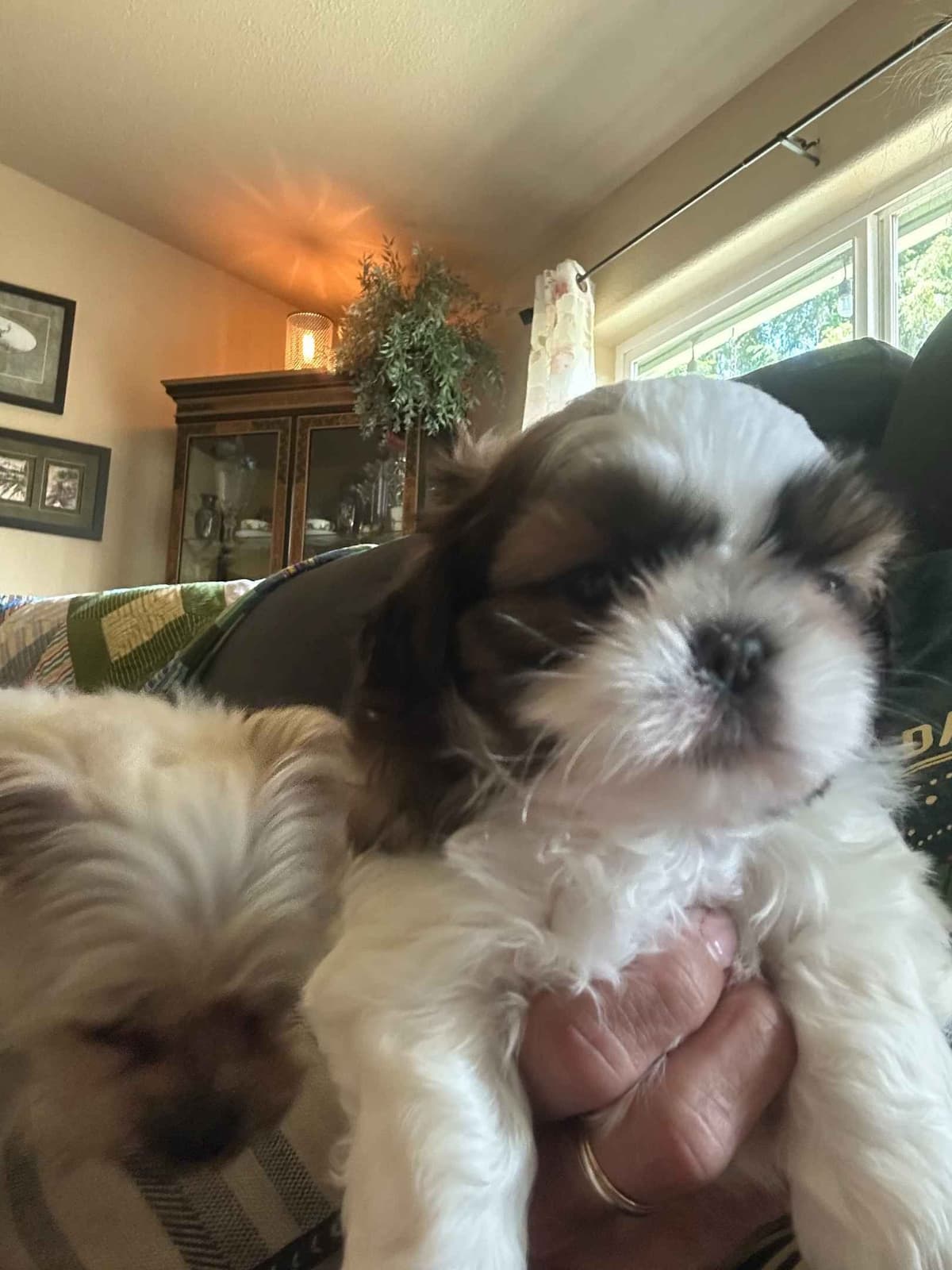SHIH TZU breeder image 1
