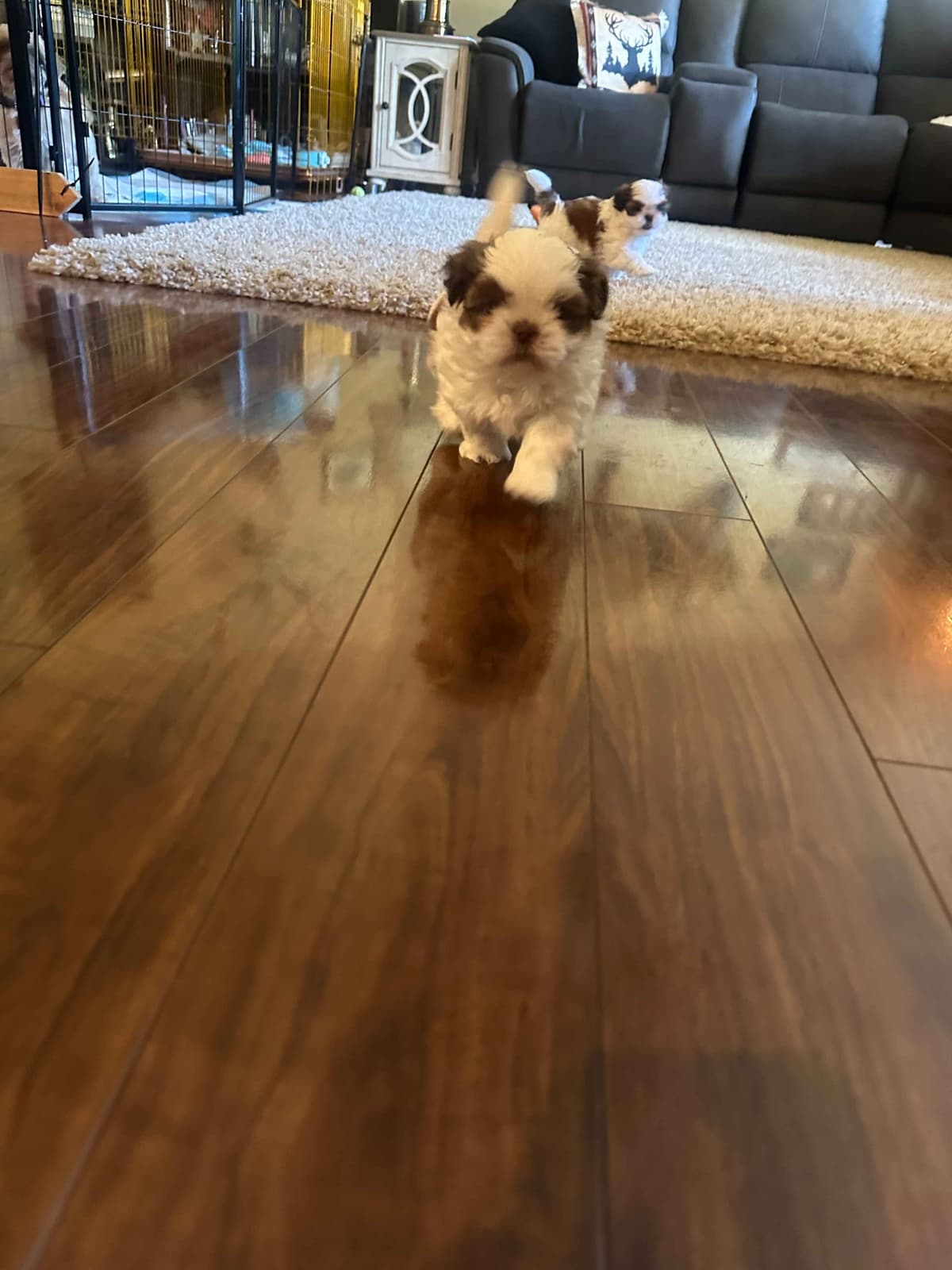SHIH TZU breeder image 2