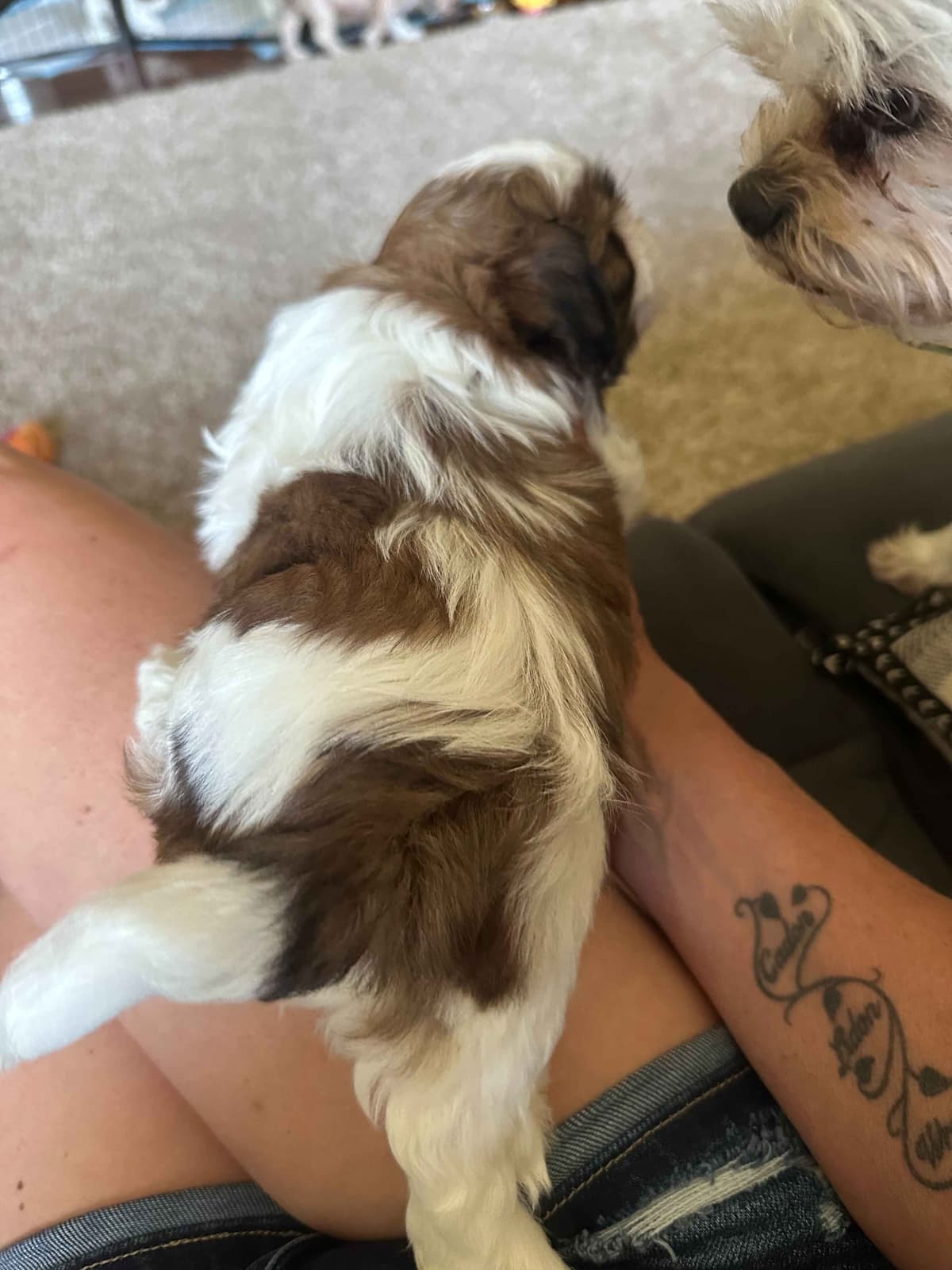 SHIH TZU breeder image 3