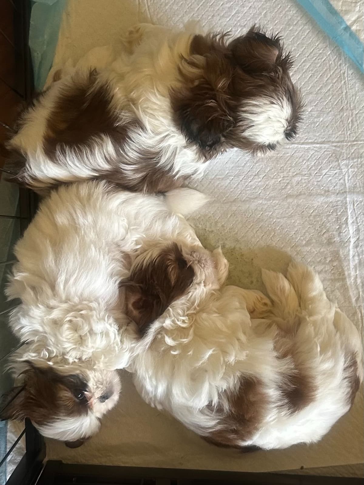 SHIH TZU breeder image 9