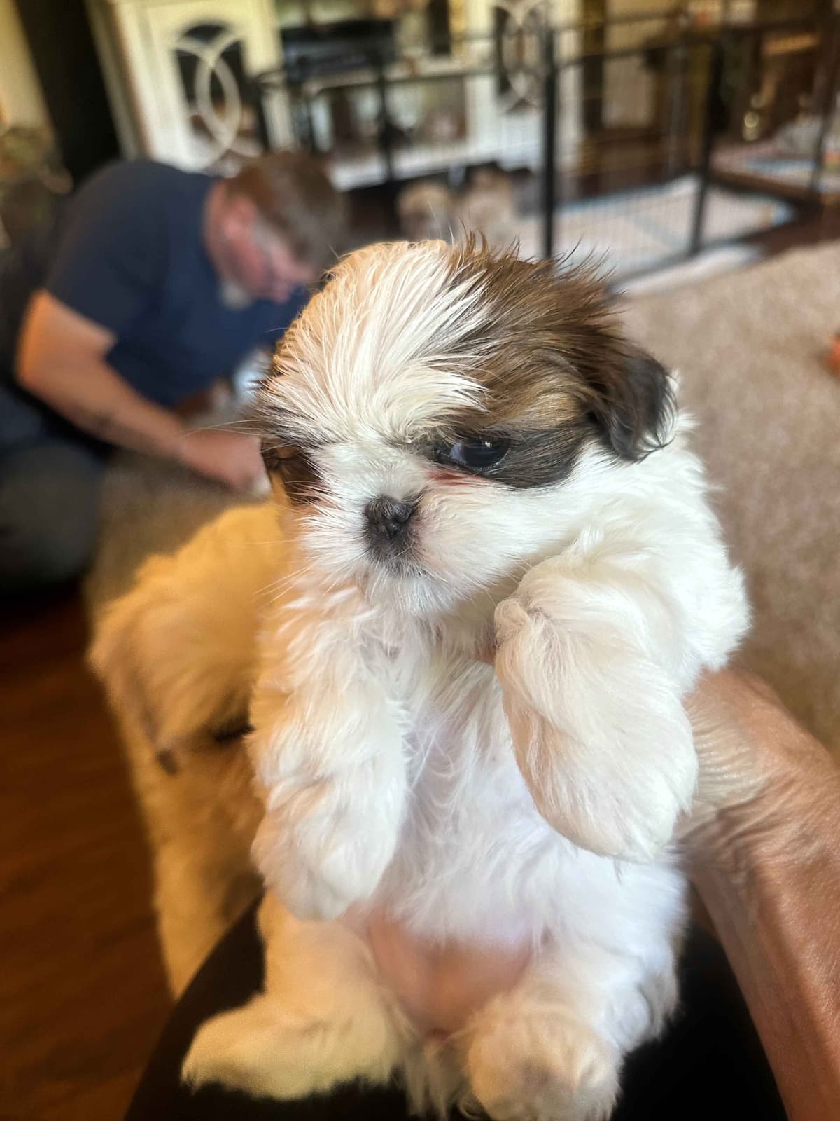 SHIH TZU breeder image 11
