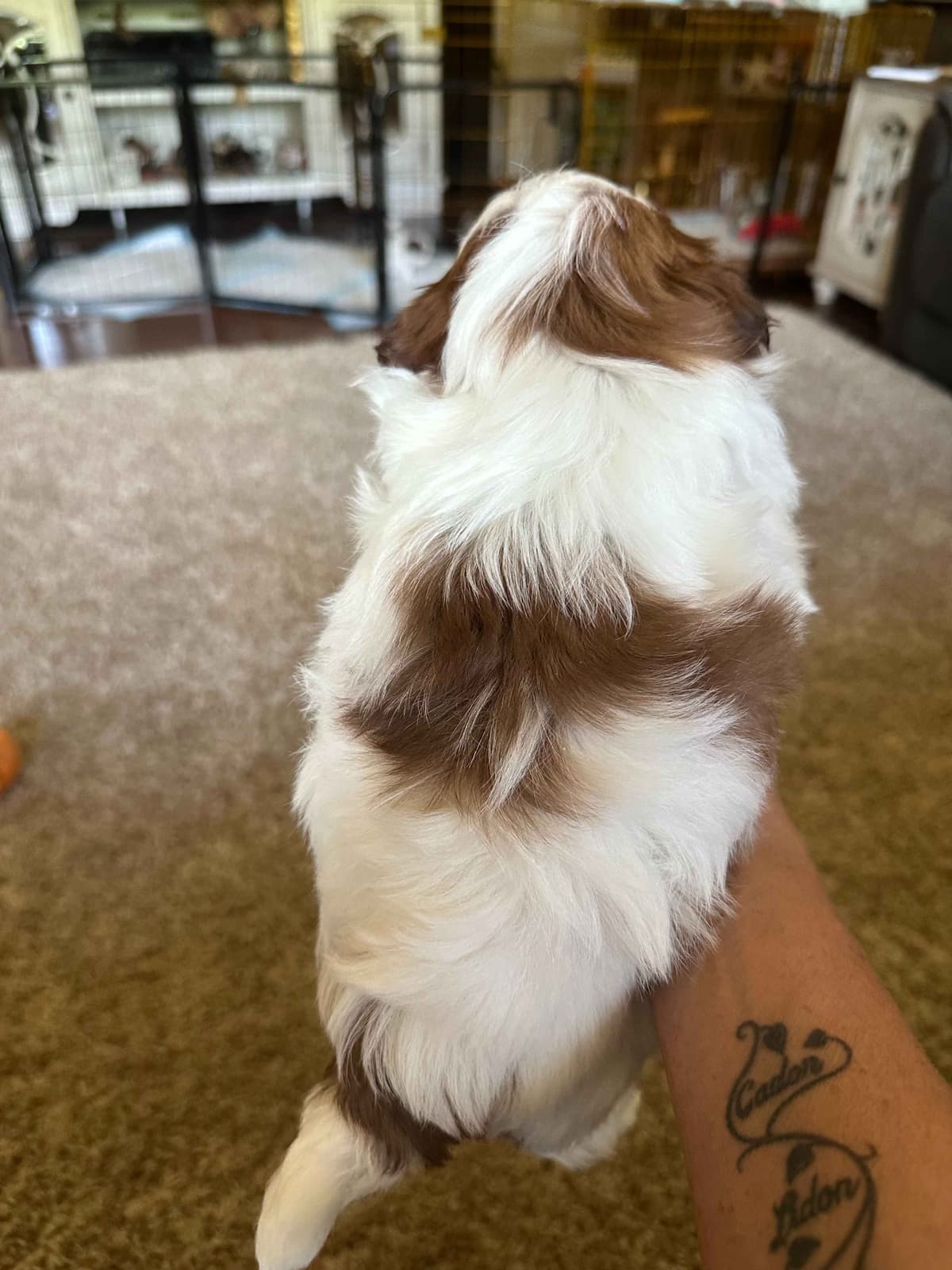 SHIH TZU breeder image 13