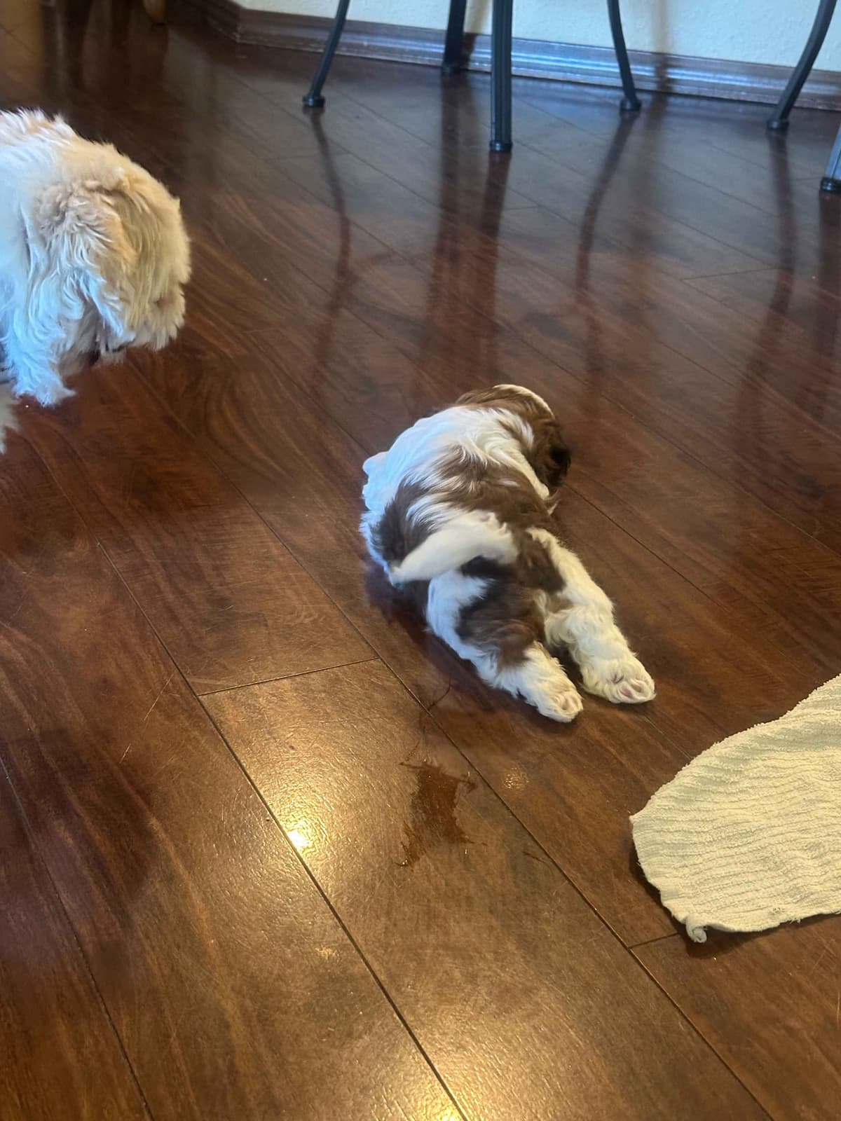 SHIH TZU breeder image 12