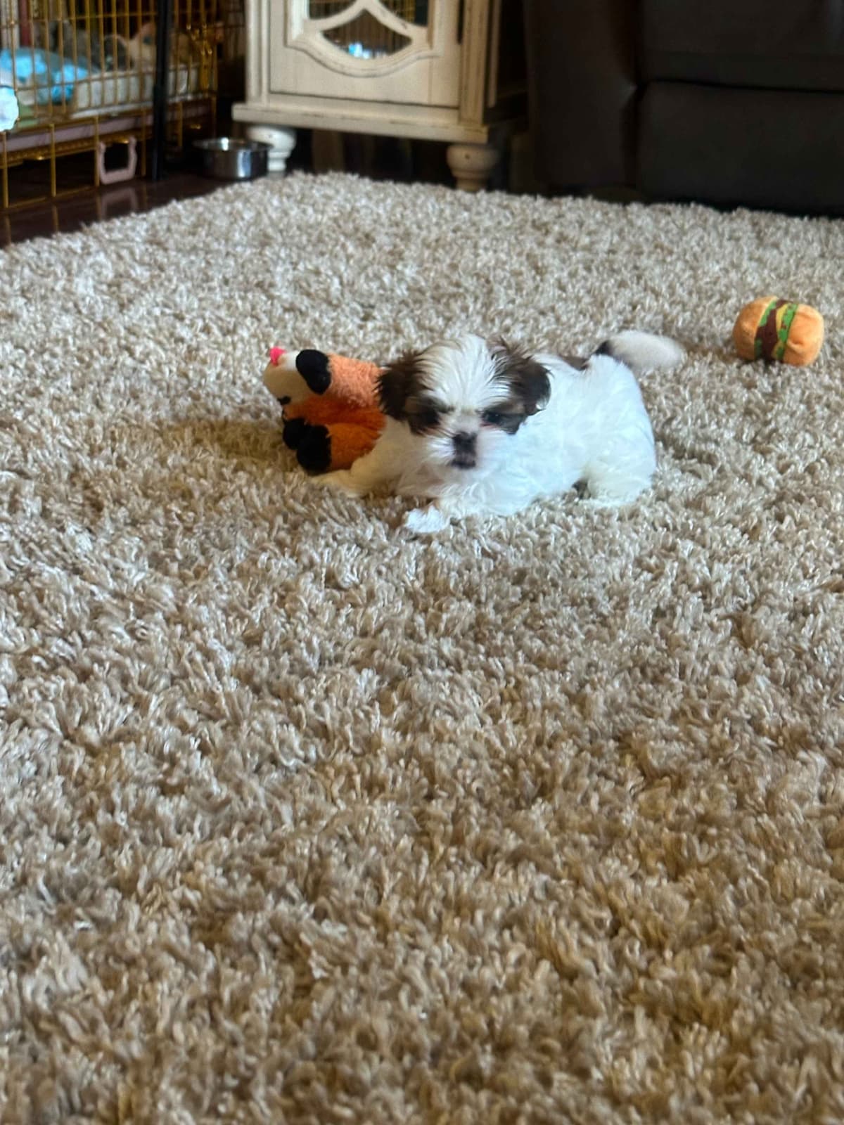 SHIH TZU breeder image 14