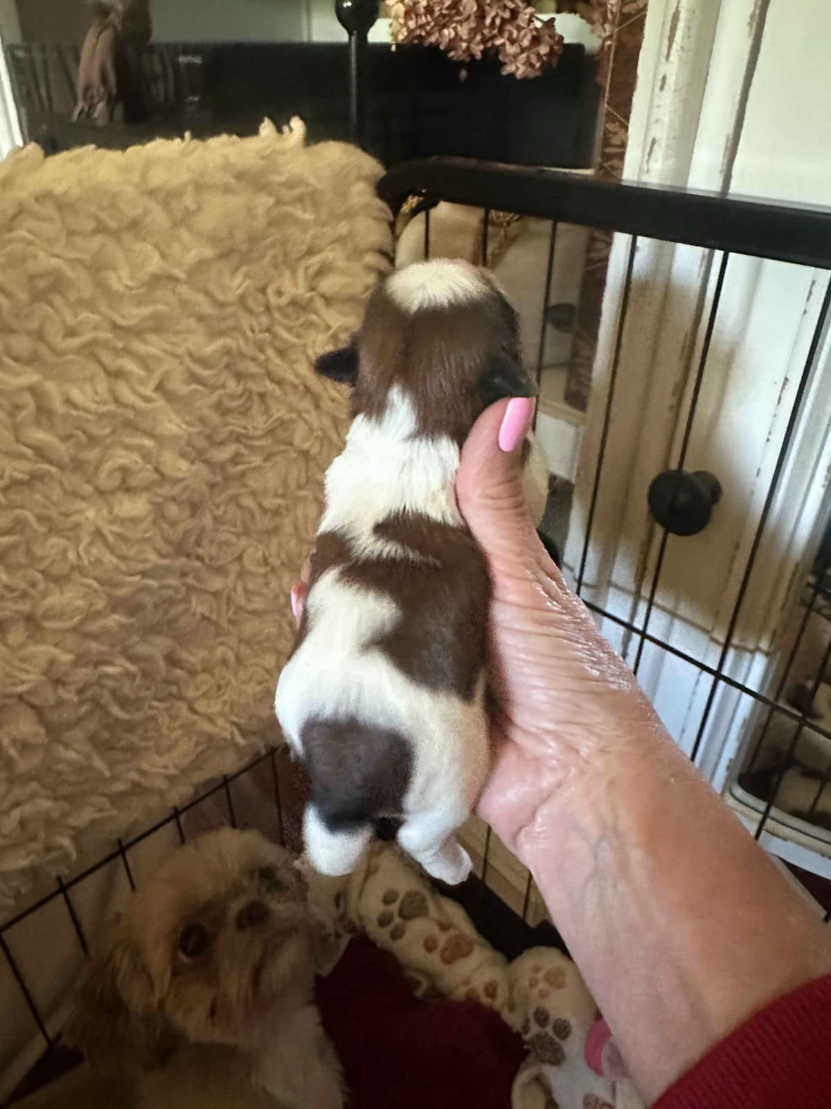 SHIH TZU breeder image 16