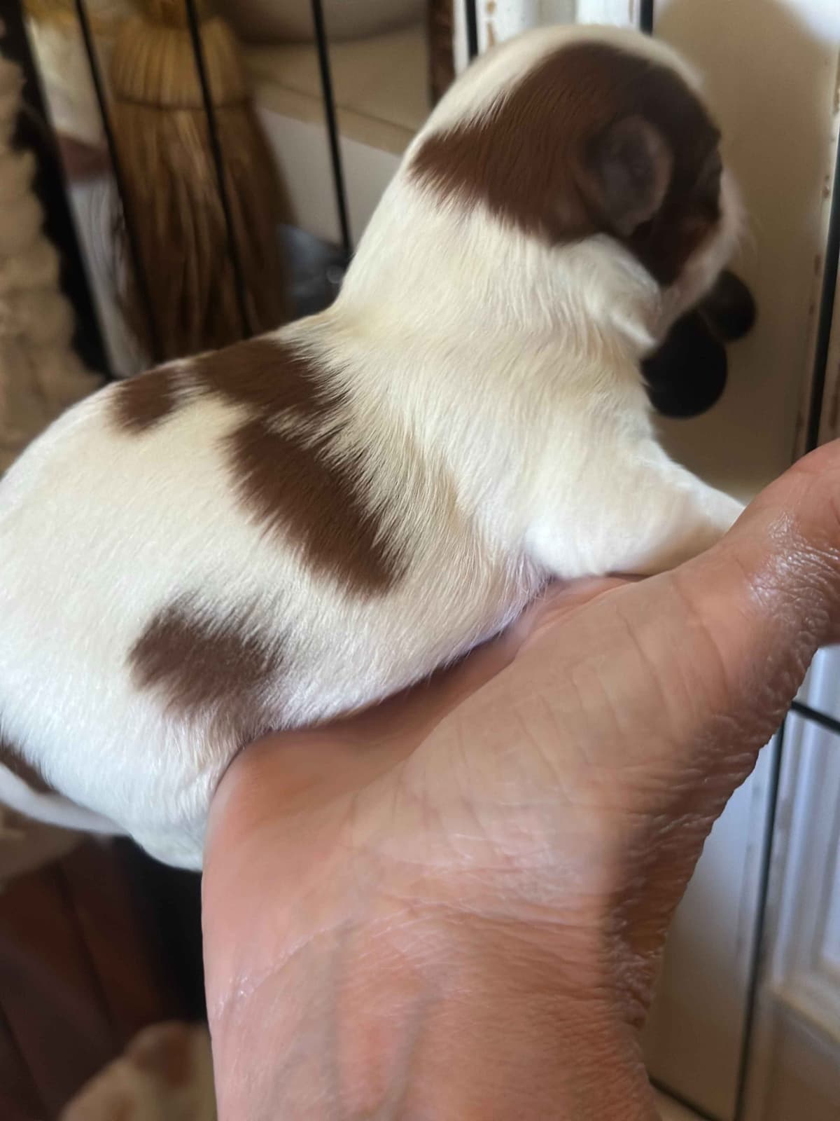 SHIH TZU breeder image 17