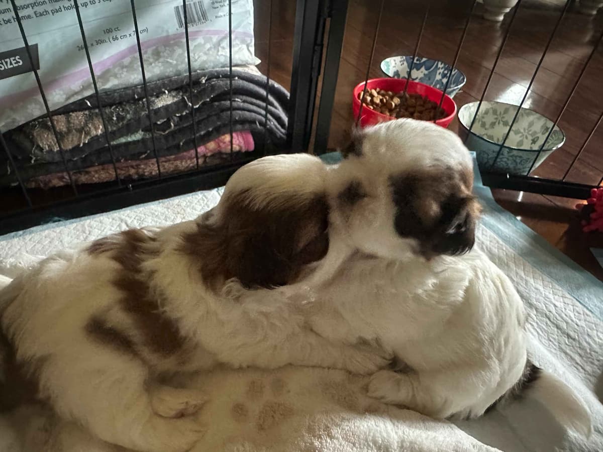 SHIH TZU breeder image 19