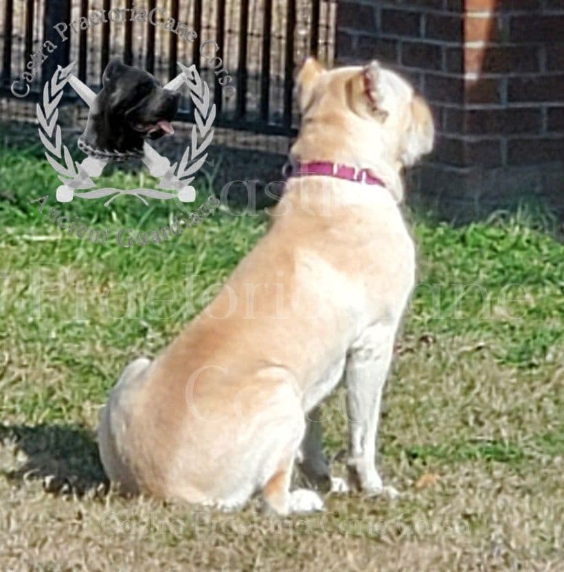 250th Liberty Litter – Exceptional Cane Corso Puppies breeder image 2