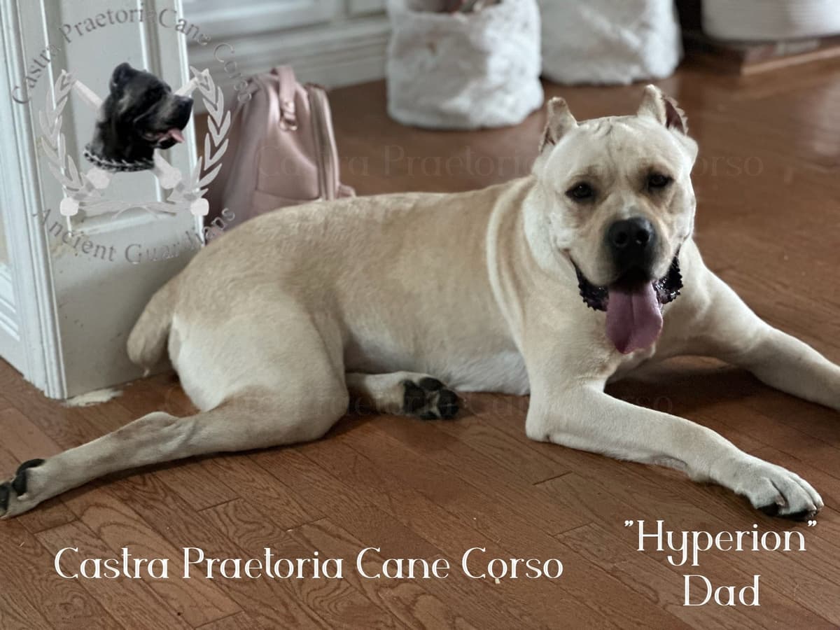 250th Liberty Litter – Exceptional Cane Corso Puppies breeder image 3
