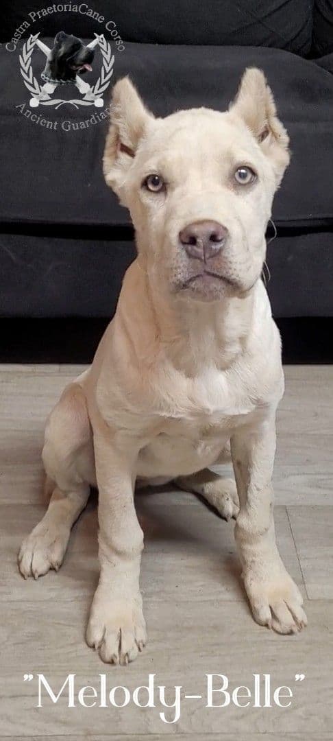 250th Liberty Litter – Exceptional Cane Corso Puppies breeder image 4