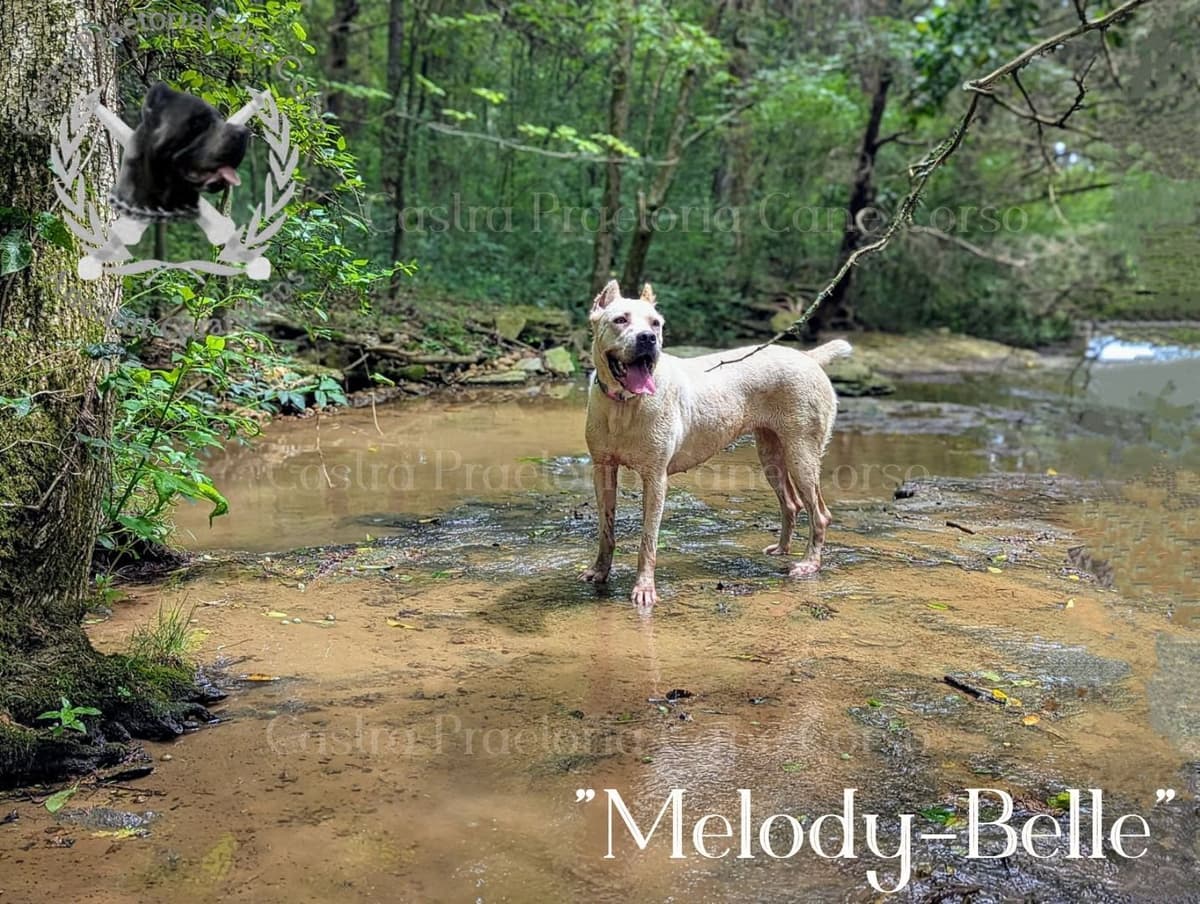 250th Liberty Litter – Exceptional Cane Corso Puppies breeder image 5