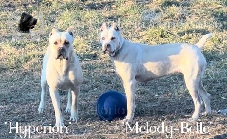 250th Liberty Litter – Exceptional Cane Corso Puppies breeder image 6