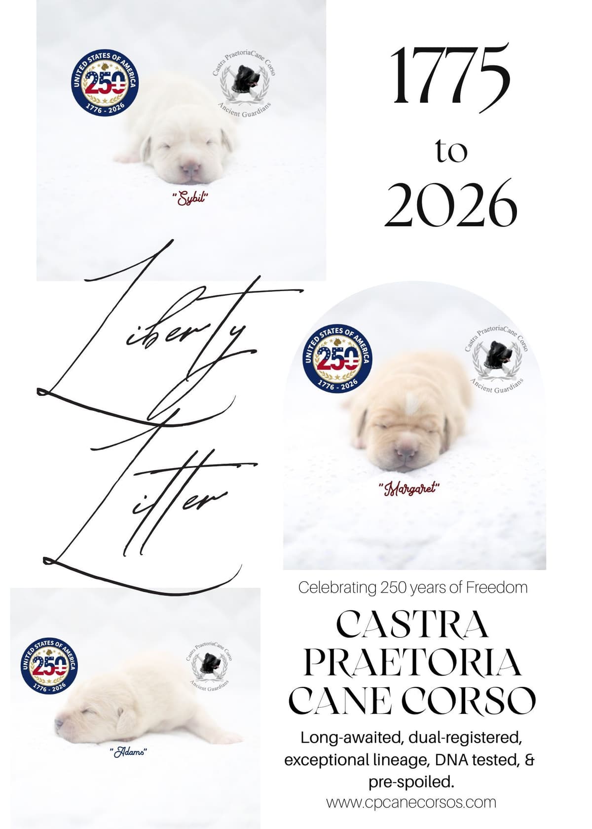 250th Liberty Litter – Exceptional Cane Corso Puppies breeder image 1