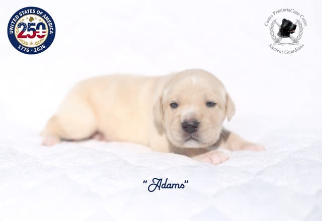 250th Liberty Litter – Exceptional Cane Corso Puppies media 2
