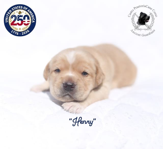 250th Liberty Litter – Exceptional Cane Corso Puppies media 4