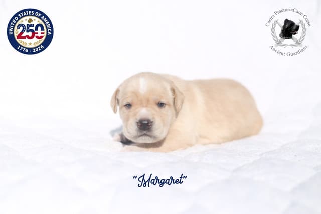 250th Liberty Litter – Exceptional Cane Corso Puppies media 3