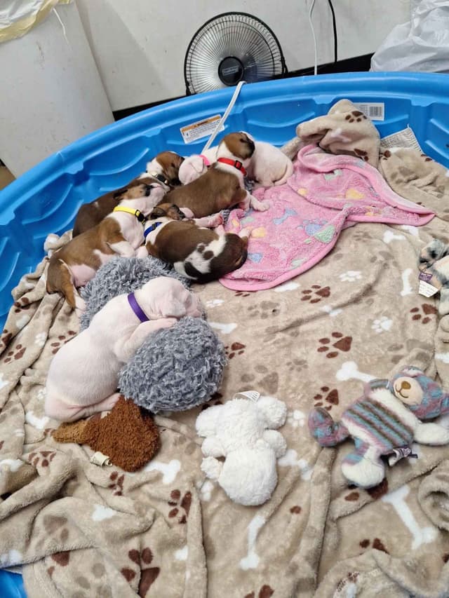 Boxer Puppies media 2