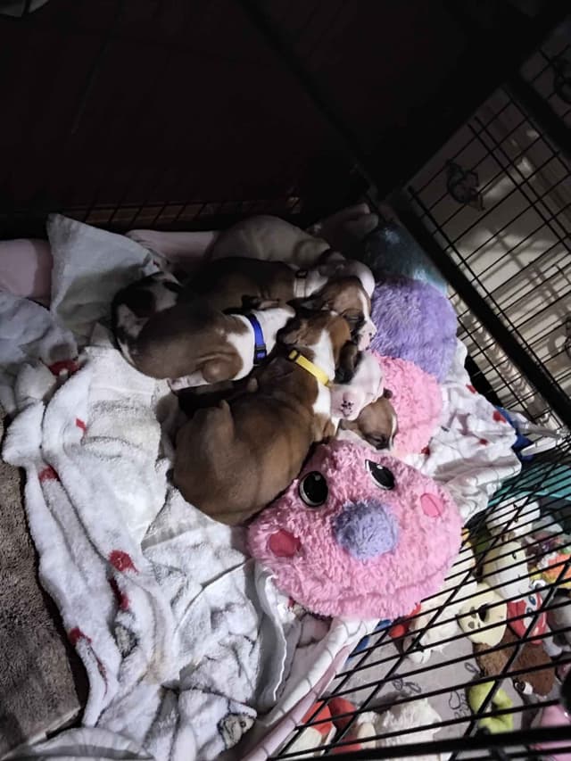 Boxer Puppies media 4