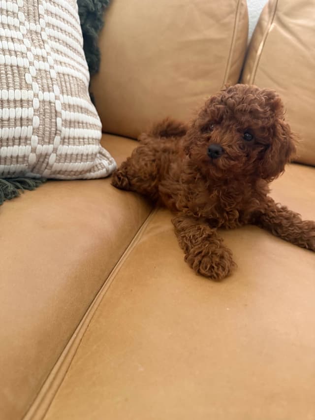 Poodle Puppies media 2