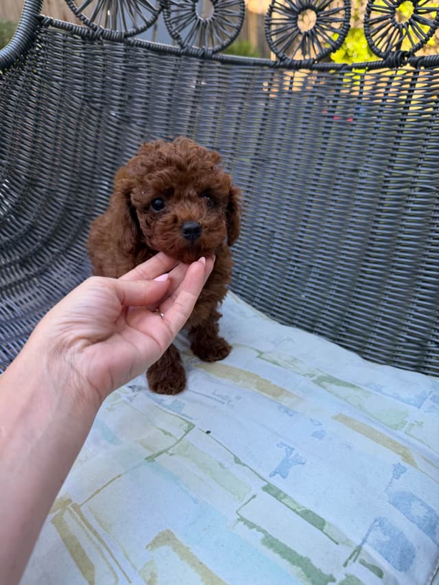 Poodle Puppies media 4
