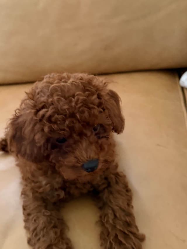 Poodle Puppies media 3