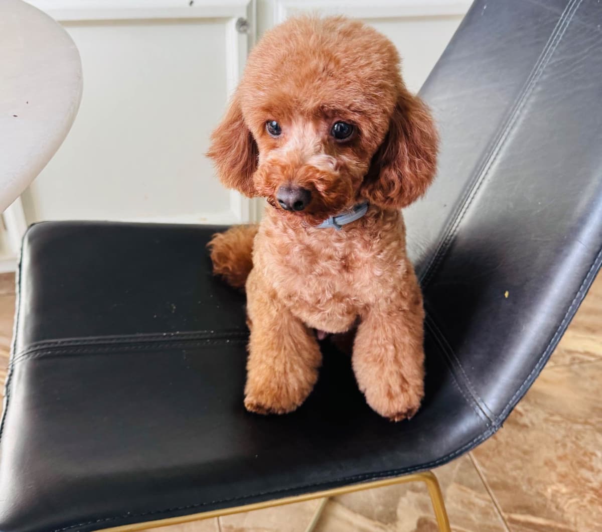 Poodle Puppies breeder image 1