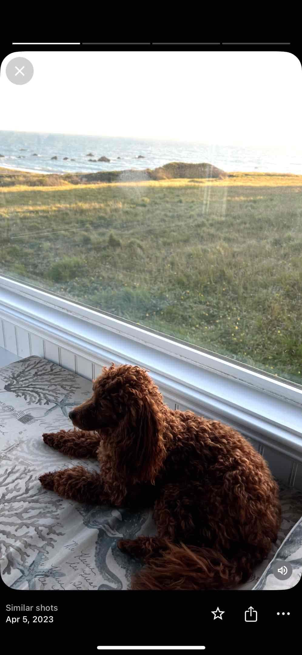 Poodle Puppies breeder image 2