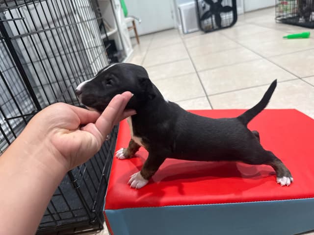 Bull Terrier Puppies media 2