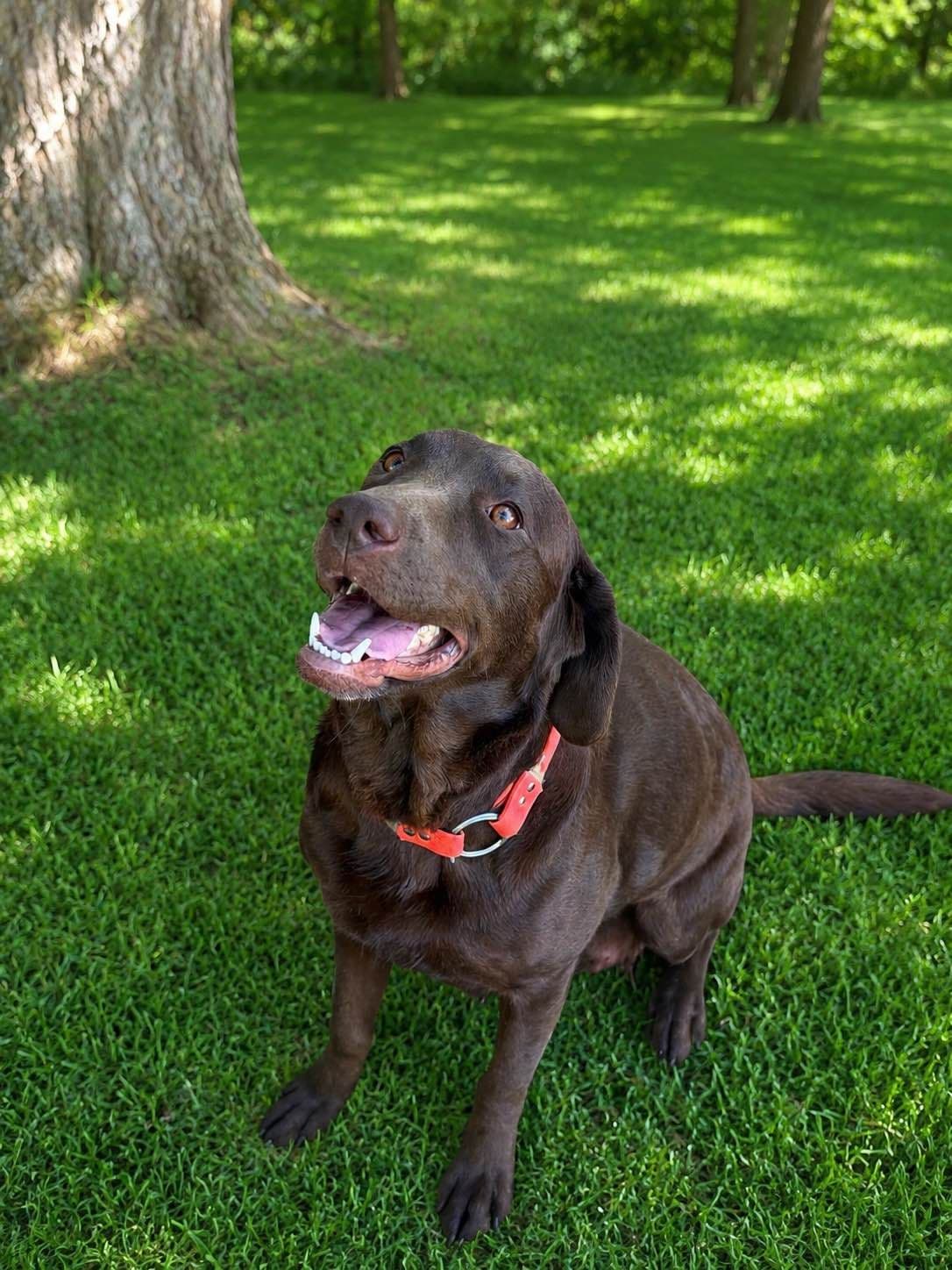 Labrador Retriever Puppies breeder image 2
