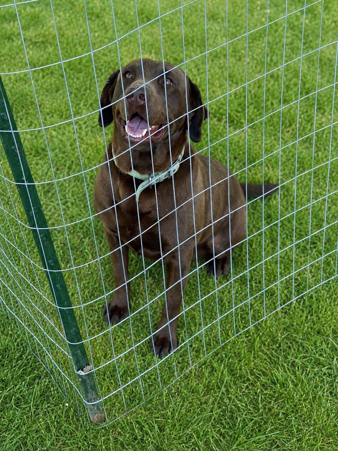 Labrador Retriever Puppies breeder image 1