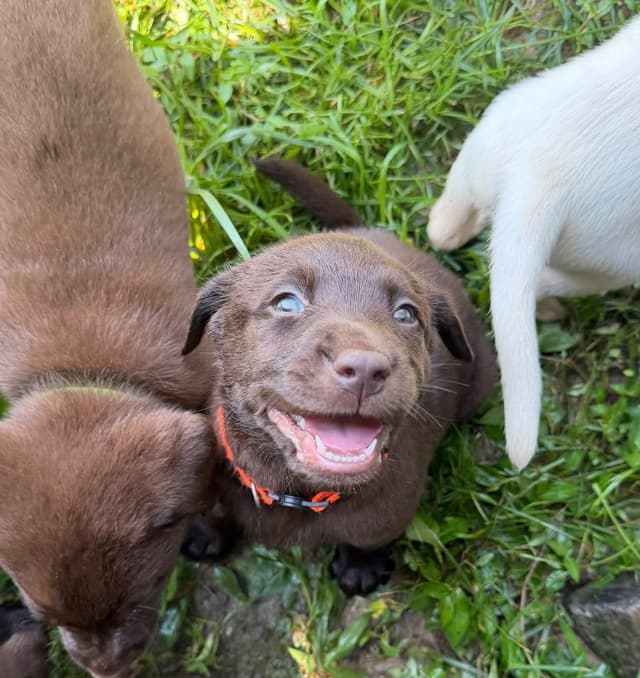 Labrador Retriever Puppies media 2